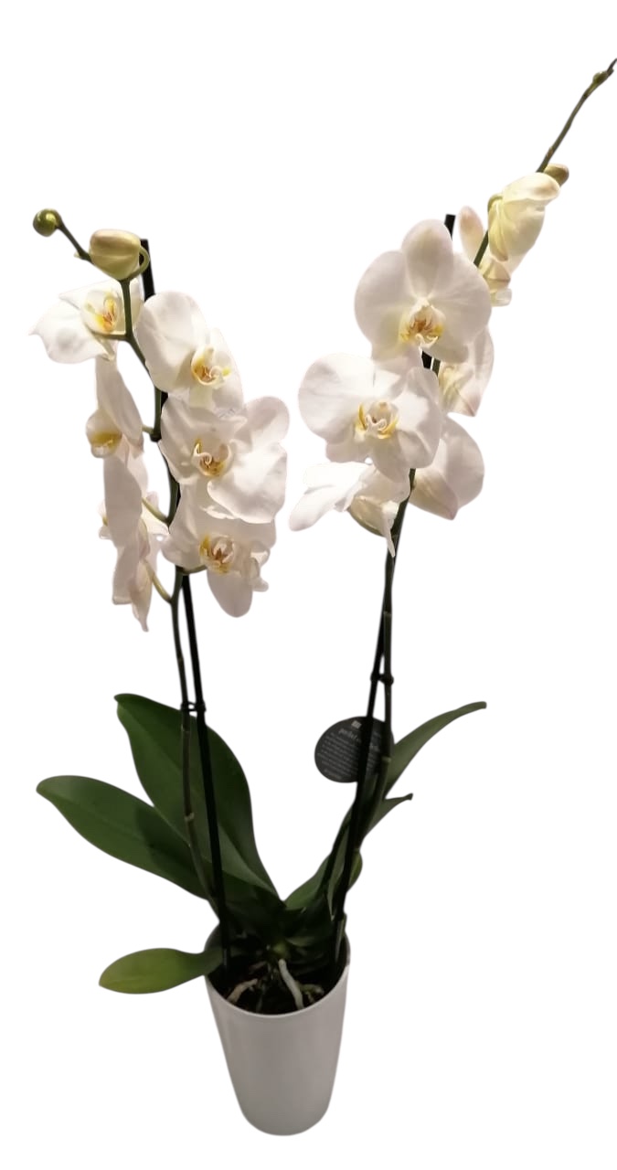 Orchid Plant